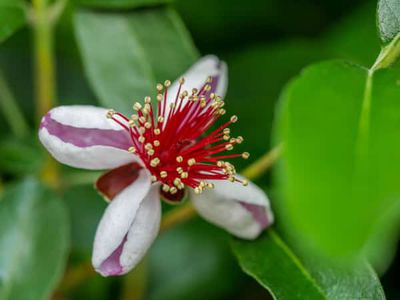 Die Ananasguave - exotischer Blten- und Obststrauch