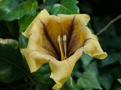 Der Goldkelchwein Solandra maxima - exotische Riesenblüte aus Südamerika
