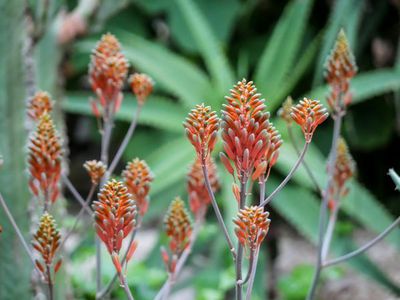 Die schönsten Aloe Arten - Blattrosetten und tolle Blüten