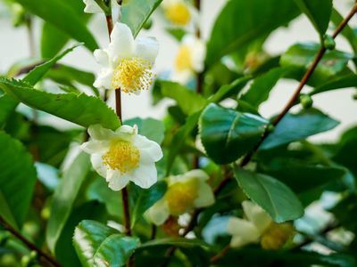 Camellia sinensis - die Teepflanze