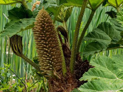 Gunnera manicata - das Mammutblatt richtig pflanzen und pflegen