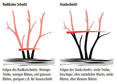 Bltenstrauch sommerblhend Schnitt