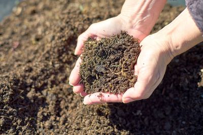 Blumenerde entsorgen &ndash; das sollte ich beachten