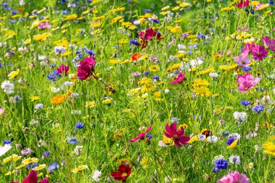 Blumenwiese m&auml;hen &ndash; das sollte ich dabei beachten