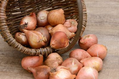 Die Zwiebel – das gesunde und günstige Heilmittel