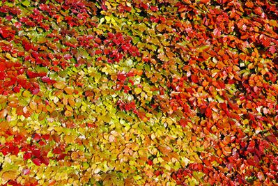 Blutbuchenhecke – Pflanzen, Schneiden, Krankheiten & Düngen