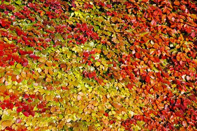 Blutbuchenhecke &#8211; Pflanzen, Schneiden, Krankheiten & Dngen