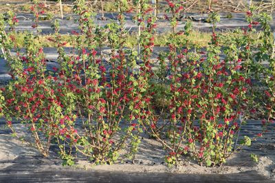 Blutjohannisbeeren (Ribes sanguineum) schneiden - so erhältst du die schönsten Blutjohannisbeersträucher