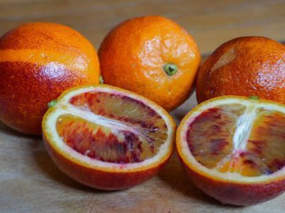 Der Blutorangenbaum - blutrote Orangenfreuden