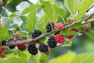 Einen Maulbeerbaum als Spalier erziehen