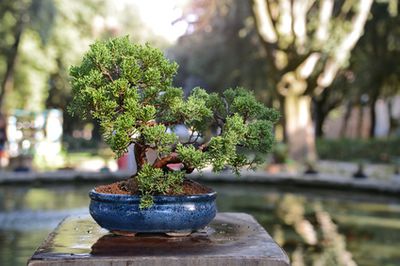 Bonsai Pflege &ndash; Pflegeanleitung &amp; Schneiden f&uuml;r Anf&auml;nger