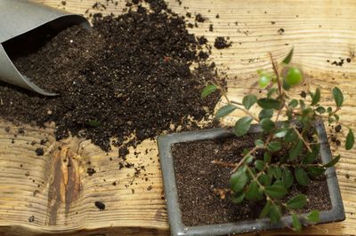 Bonsai Erde &ndash; Eigenschaften, Schadbilder und Herstellung