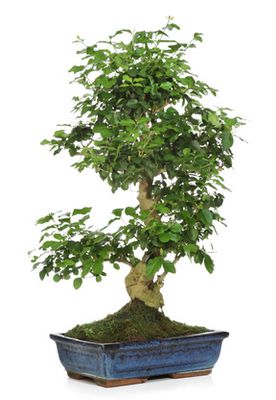Liguster-Bonsai – Pflege und richtig schneiden!