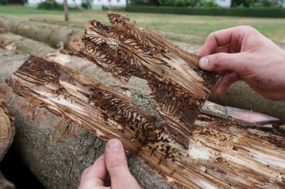 Ist der Borkenk&auml;fer ein Sch&auml;dling oder N&uuml;tzling?