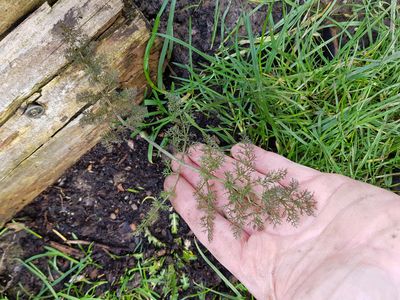 Chaos und Unordnung im Garten lieben lernen