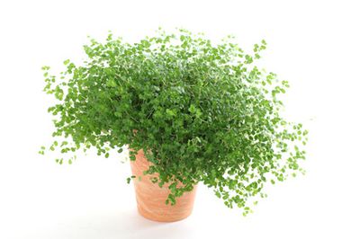 Bubikopf Pflanze: Tipps zur Pflege, Vermehrung und Standort