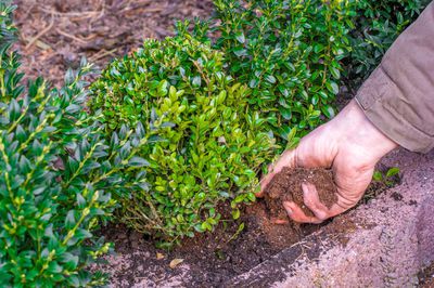 Buchsbaum umpflanzen &ndash; so gelingt es Ihnen richtig
