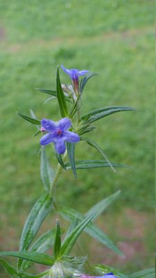 Buglossoides pupurocaerulea