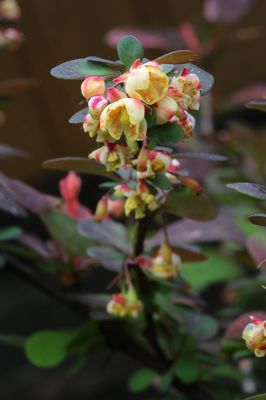Berberize 'Harlequin' Blüten