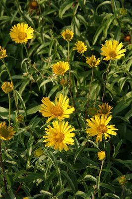 Buphthalmum salicifolium 'Alpengold'