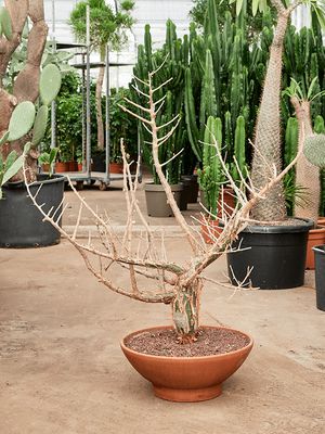 Bursera fagaroides, Verzweigt, im 46cm Topf, Hhe 130cm, Breite 100cm