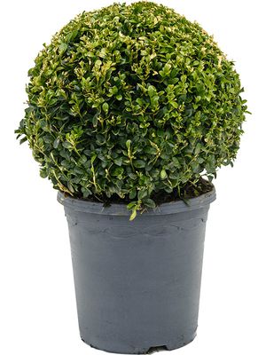 Buxus sempervirens, Kugel (30+), im 23cm Topf, Hhe 45cm, Breite 30cm