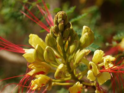 Der Paradiesvogelstrauch Caesalpinia gilliesii - ein bunter Sdamerikaner