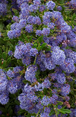 Sckelblume Ceanothus delilianus 'Blue Diamond' ( Hortival Diffusion)