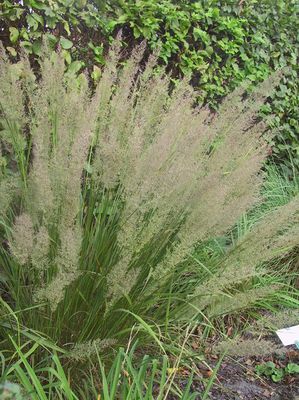 Calamagrostis arundinacea var. brachytricha