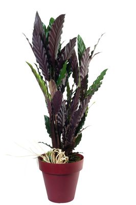 Calathea rufibarba Pflege &ndash; Standort, Vermehrung &amp; &Uuml;berwinterung