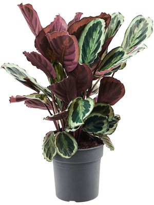 Calathea 'Marion', Busch, im 24cm Topf, Hhe 70cm, Breite 40cm