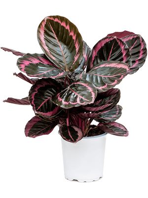 Calathea 'Suprise Star', Tuff, im 17cm Topf, Hhe 50cm, Breite 65cm