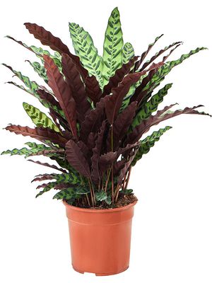 Calathea insignis, Busch, im 27cm Topf, Hhe 80cm, Breite 65cm