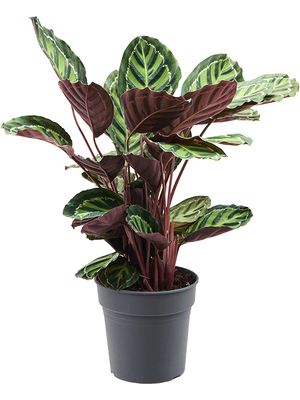 Calathea rosea-picta var. illustris, Busch, im 24cm Topf, Hhe 70cm, Breite 40cm