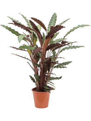 Calathea rufibarba 'Wavestar', Busch, im 19cm Topf, Hhe 75cm, Breite 40cm