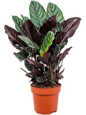 Calathea sanderiana, Busch, im 24cm Topf, Hhe 80cm, Breite 60cm