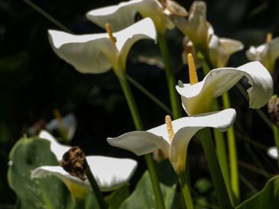 Zantedeschia aethiopica - die edle Weie aus Afrika