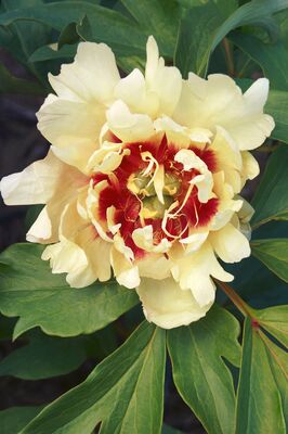 Paeonia Callie's Memory, Paeonia lactiflora x lutea, Paeonia Itoh Hybride, Pfingstrose, Pfingstrosen 