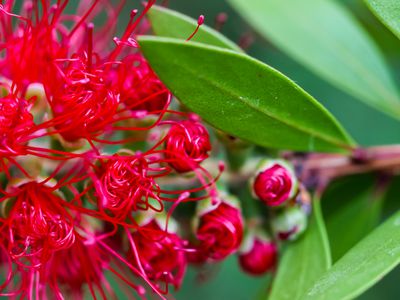 Callistemon citrinus - Pflege und Überwinterung