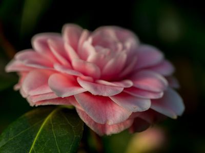 Camellia japonica - fernöstliche Blütenpracht im frühen Frühjahr