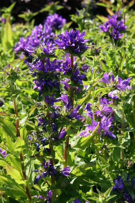 Campanula glomerata 'Dahurica'