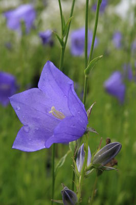 Campanula persicifolia 'Grandiflora Coerulea'