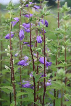 Campanula trachelium