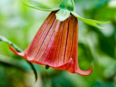 Die Kanaren Glockenblume - die schönsten Glocken der Kanaren