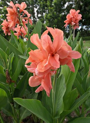 Indisches Blumenrohr, Canna &ndash; Pflege, pflanzen &amp;&uuml;berwintern