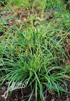 Carex sylvatica