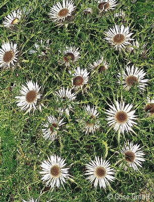 Carlina acaulis simplex, STengel-Silberdistel