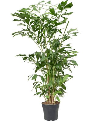 Caryota mitis (150-180), Busch, im 27cm Topf, Hhe 165cm, Breite 110cm