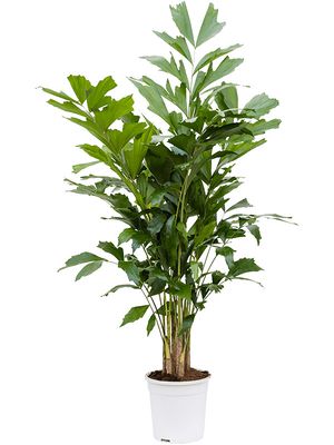 Caryota mitis, Busch, im 24cm Topf, Hhe 120cm, Breite 50cm