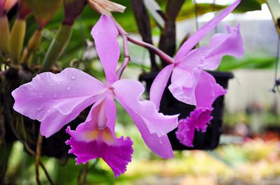 Cattleya Orchidee richtig pflegen &ndash; das muss ich beachten
